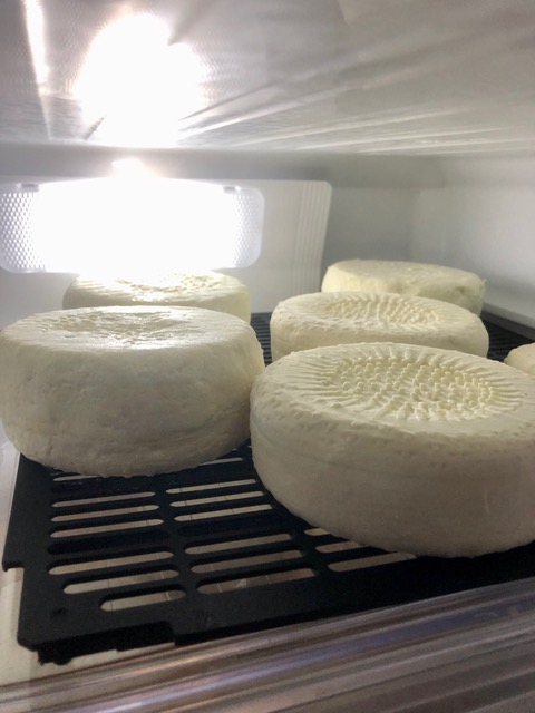 Kumano cheese ロビオラ