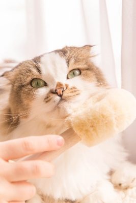 ペット用たわし　猫用